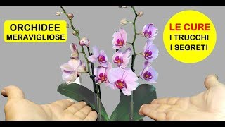 ORCHIDEE COME CURARLE, annaffiarle, concimarle, potarle e l'esposizione screenshot 3