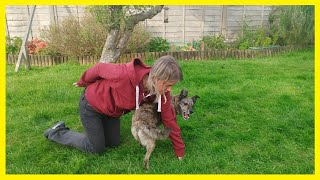 How To Teach Your Dog Arm Weaves  Trick Dog Training