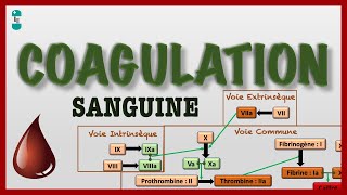 Coagulation Sanguine ou Hémostase et sa Cascade : voie intrinsèque, extrinsèque, commune