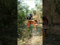 Real tiger attack youtubechandanpradhan77tigerviralviral.trendingshorts