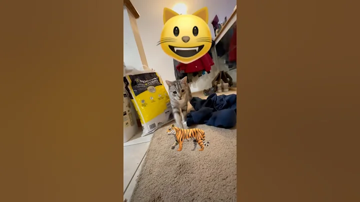 Video 7113581: cats cute funniest animals, funny animals funniest cats