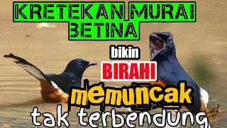 kretekan murai betina birahi❗bikin birahi jantan memuncak tak terbendung