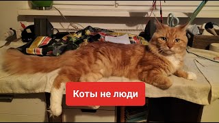 Кот мейнкун радуется новой покупке