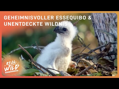 Unerforschter Amazonas - Ganze Folge (1/3) | Real Wild Deutschland