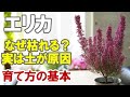 エリカの育て方 土選びと水やりのタイミングがポイント！地植えに向かない理由