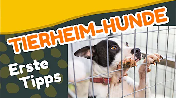 Welche Voraussetzungen benötige ich um ein Hund aus dem Tierheim zu bekommen?