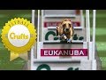 Meet Hustle and Shoots - The Fastest Dogs in Flyball!