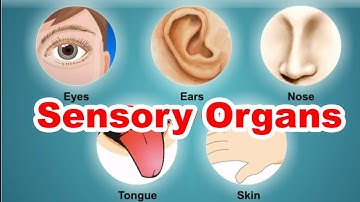 Class 3 | Sensory Organs | EVS | English Medium | Maharashtra State Board | Home Revise
