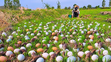 Top amazing - pick a lot of duck eggs and snails in the dry field by hand a farmer