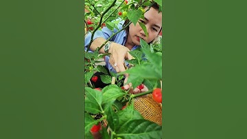 Hái ớt đem tặng!!#nhatrangsadec #trongrausanthuong #thuytrangsadec