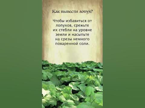 Как избавиться от лопуха - YouTube
