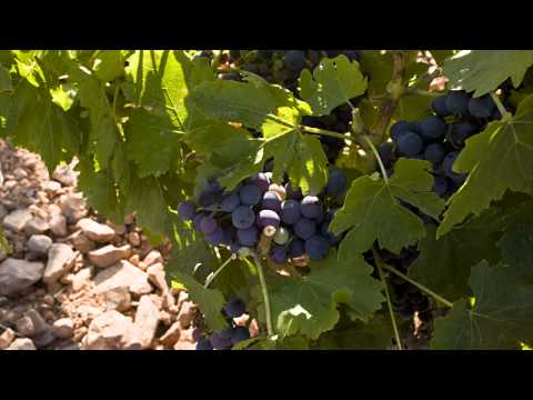 Feel our Garnacha/ Bodegas Aragonesas - video from Bodegas Aragonesas