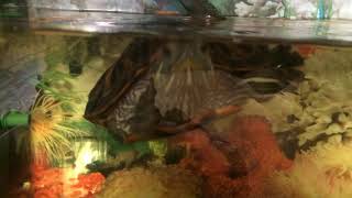 красноухая черепаха плавает в аквариуме