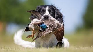 10 Best Hunting Dog Breeds To Help You While Hunting (Most Fearless Dog Breeds in The World) by Pets Curious 78 views 1 year ago 8 minutes, 2 seconds