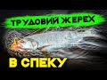 Чи клює жерех в спеку: знайомство з екстремальним пількером