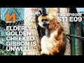 Elderly Golden Cheeked Gibbon Alex Needs A Vet | Season 11 Episode 9 | Full Episode | Monkey Life