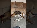 Precious Pups Use Each Other As Pillows During Nap time