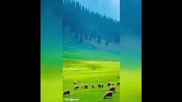 قشنگی های ولایت نورستان افغانستان بارمه های گوسفندان چی زیبا 