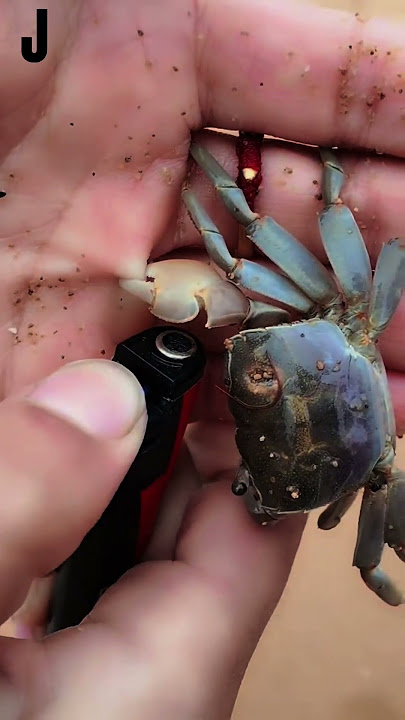 Terlihat Kejam, Tapi Seperti Ini Cara Melepaskan Capitan Kepiting #shorts #kepiting  #shortvideo