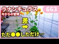 ラナンキュラスラックスの春までの管理について ｂｙ園芸チャンネル 663 園芸 ガーデニング 初心者