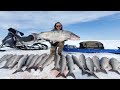 4 days camping  fishing on arctic ocean  giant sheefish catch  cook alaska adventure