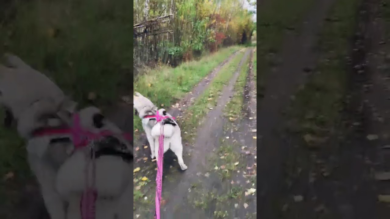 Proč tedy zrovna Irsko?