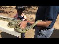 Rare Yellow Anaconda In Planet Earth Aquarium Mysore, Mysore Tourism