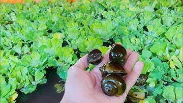 Cách Nuôi Ốc Nhanh Lớn Trên Bể Bạt : Trại Ốc Nguyễn Cường 0919748192