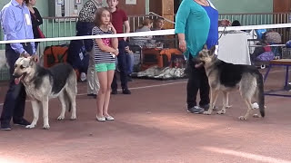 ВОСТОЧНО-ЕВРОПЕЙСКАЯ ОВЧАРКА.Одесса.Выставка собак 17.05.O5.Odessa. ВОСТОЧНО-ЕВРОПЕЙСКАЯ ОВЧАРКА.Одесса.Выставка собак 17.05.O5.Odessa.