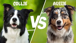 Border Collie vs Australian Shepherd Differences - Which Breed Is Better? | Pet Insider by Pet Insider 39 views 1 year ago 4 minutes, 49 seconds