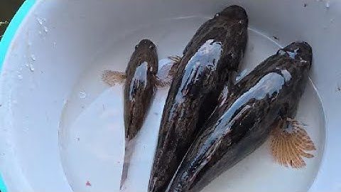 Phát Hiện Bài Mồi Và Cách Câu Cá Bống Tượng Cực Hiệu Quả - Câu Đài Hồ Tự Nhiên 100k Và Cái Kết