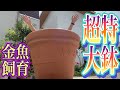 【金魚大鉢】鉢の直径メーター越えで金魚・水草飼育して見た。