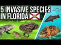 5 Problem Invasive Species In Florida