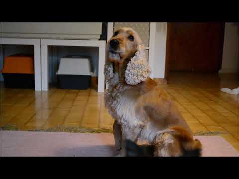 Video: Kuinka Pestä Koirasi Tassut