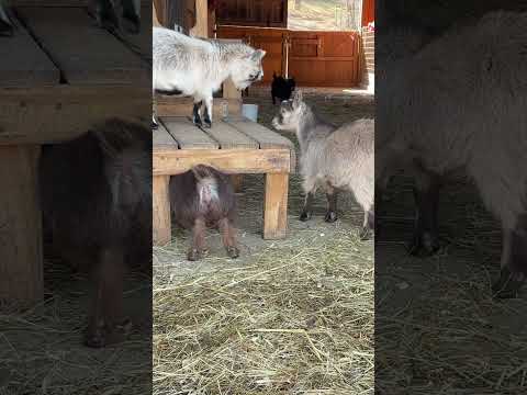 Pygmy goats playing