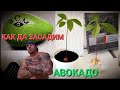 КАК ДА ЗАСАДИМ АВОКАДО ОТ КОСТИЛКА - AVOCADO PLANTING   а.С.м