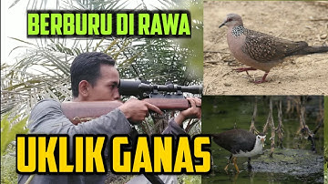 BERBURU RUAK RUAK DAN TEKUKUR TERBARU DI SPOT RAWA DAN SAWIT | BURUNGNYA MELIMPAH