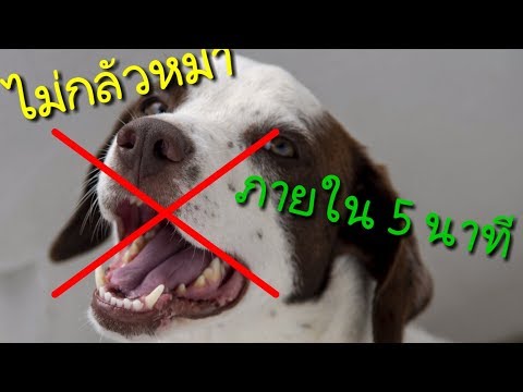 วีดีโอ: วิธีเลิกกลัวหมา