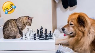 Засмеялся — проиграл 😅 Лучшие смешные видео с кошками и собаками 😹🐶 Часть 15