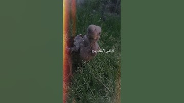 كُلُّ نَفْسٍ ذَائِقَةُ الْمَوْتِ ۖ ثُمَّ إِلَيْنَا تُرْجَعُونَ#القرآن #سورة_العنكبوت #تذكير #الموت🎧