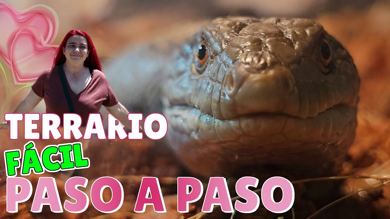 Terrario REPTILES en Casa🦎 (Tiliqua Gigas Evanescens o Escinco de Lengua Azul)