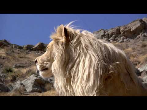 Lufuno the White Lion - HD 720p