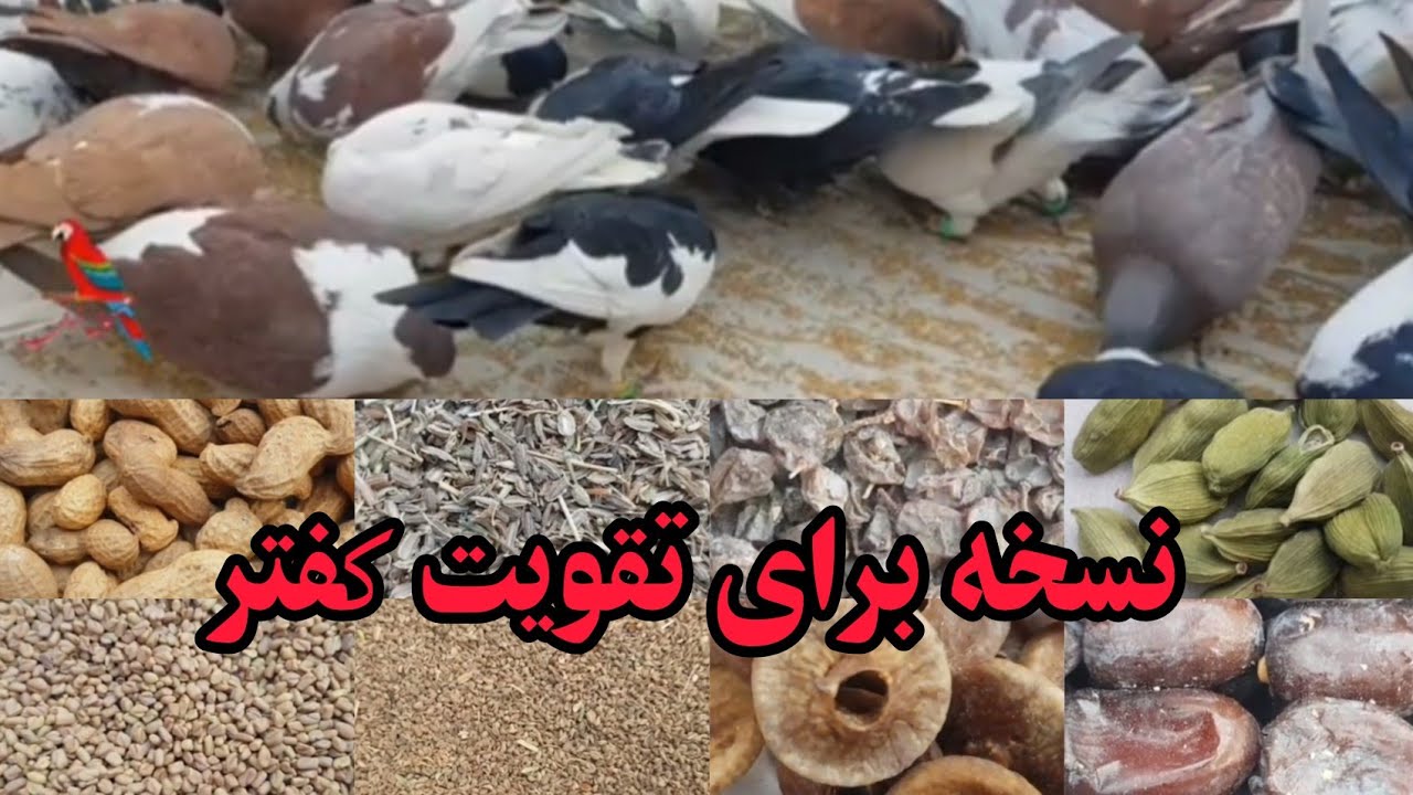 نسخه کامل  برای تقویت 