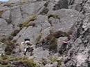 Jack's Rake - Pavey Ark