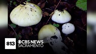 Sacramento County health officials report 3 new poisonous mushroom hospitalizations