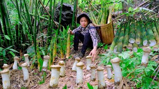 Harvest wild mushrooms and bamboo shoots . 360 days of building a life