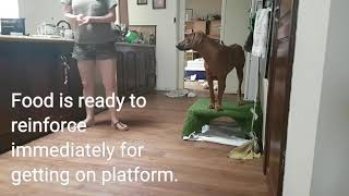 Platform or station training for dogs by Zurison 391 views 5 years ago 1 minute, 39 seconds