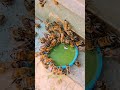 A Swarm of Bees Gathering for a Sweet Drink