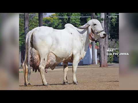 LOTE 06 1070 BS