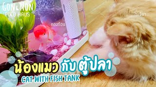 แมว กับ ตู้ปลา - Cat with Fish Tank